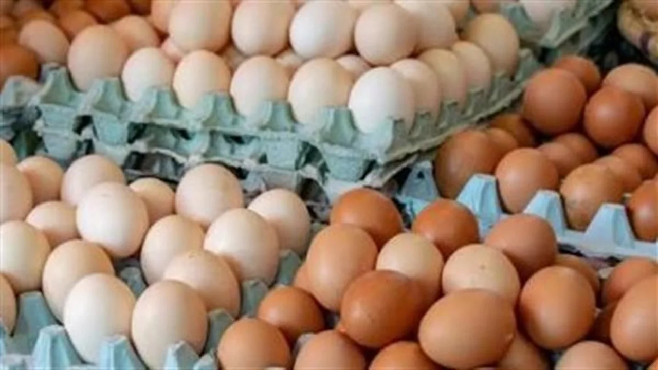 سعر البيض اليوم.. 30 جنيهًا لكرتونة المستهلك في الأسواق